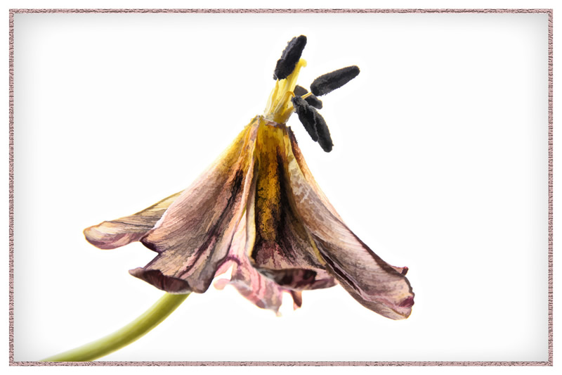 Aging Tenderly by Marlene